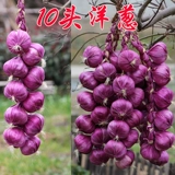 Моделирование овощей и фруктовых струн фермерская музыкальная музыка, ресторан