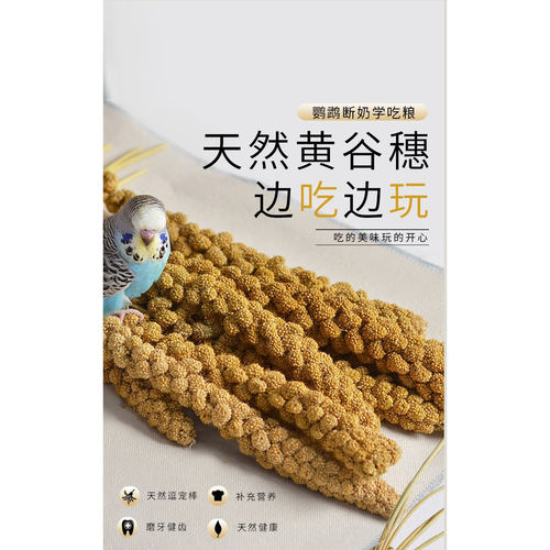 [鸟叔专属]鹦鹉断奶学吃天然优谷穗玄凤大头零食虎皮鸟食牡丹鸟粮 - 图2