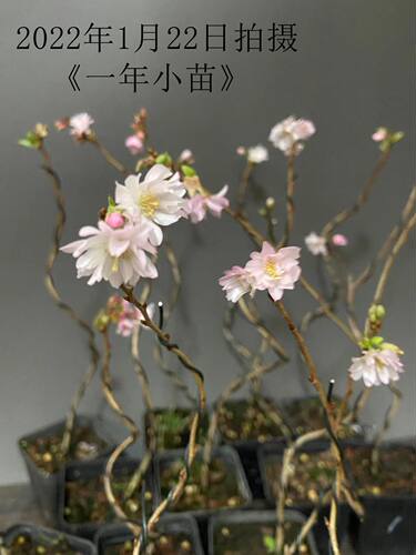 日本进口樱花盆景 信浓寒樱 十月樱原生小品素材樱花盆景一物一拍 - 图1