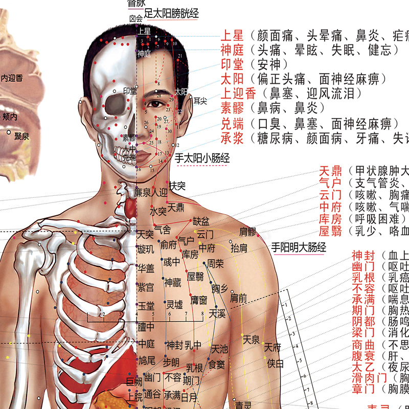 人体经络穴位图标准大挂图全身高清中医养生艾灸推拿按摩背部针灸-图1