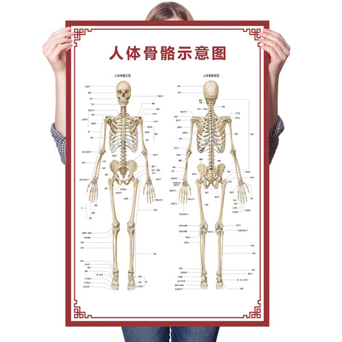 人体内脏解剖系统示意图医学骨骼肌肉器官血管血液结构图医院海报 - 图2