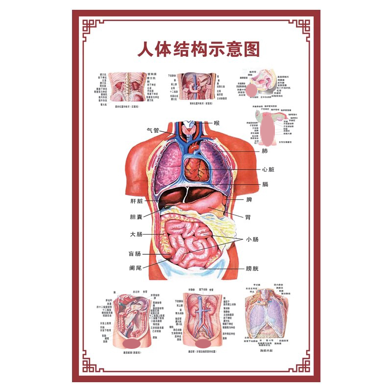 人体内脏解剖系统示意图医学骨骼肌肉器官血管血液结构图医院海报 - 图3