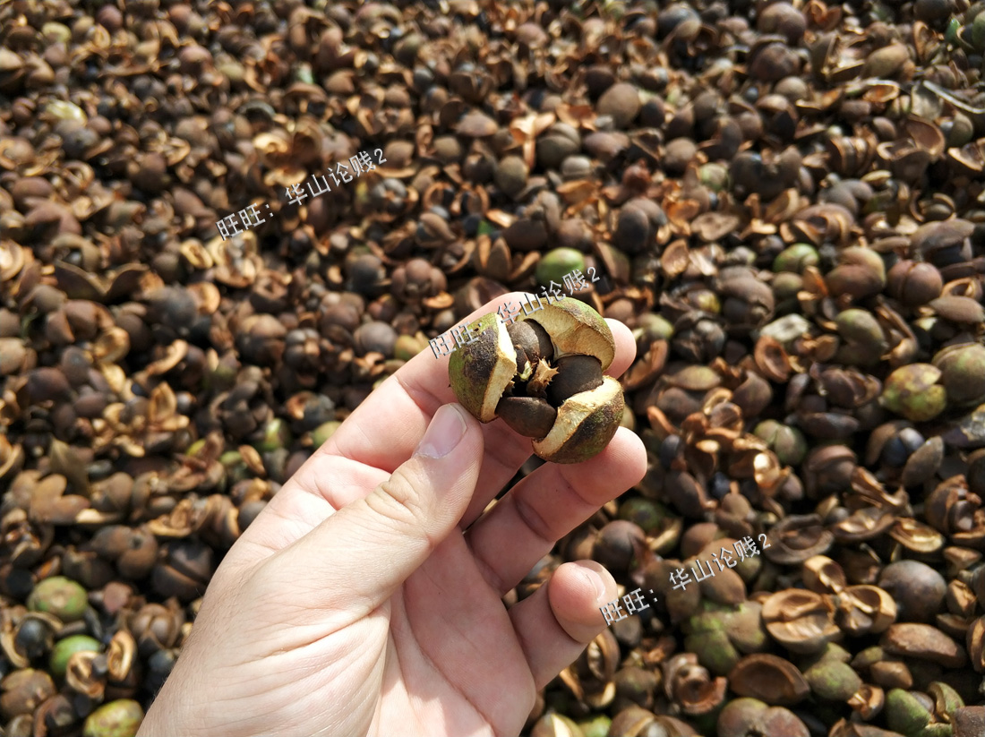 茶仔粉茶枯粉茶枯洗发水茶麸粉茶油枯茶枯 茶籽饼 茶枯包邮5斤 - 图2