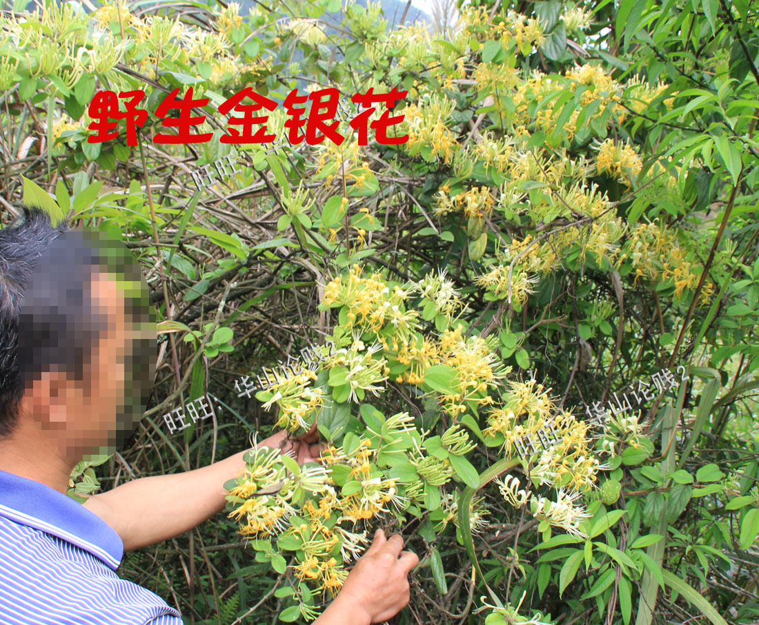 广西野生金银花茶金银花干宝宝洗澡用的金银花婴儿洗澡包邮500g