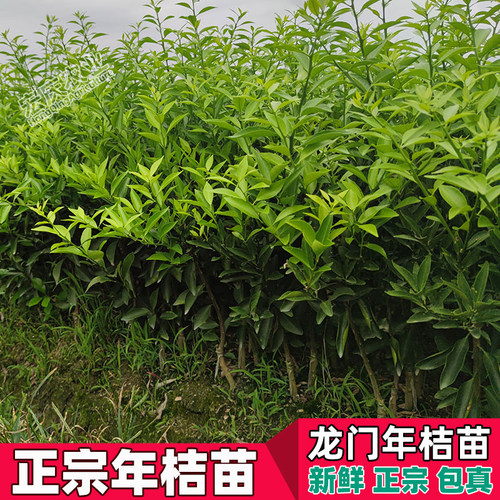 年桔苗广东龙门甜年桔苗应节春节新年还神拜神用年桔果树苗 - 图1