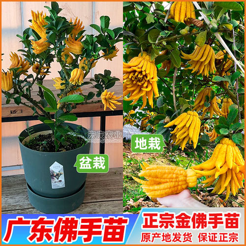 嫁接佛手苗广东高产佛手柑苗金佛手果苗香橼观赏药材盆栽地栽果苗 - 图3