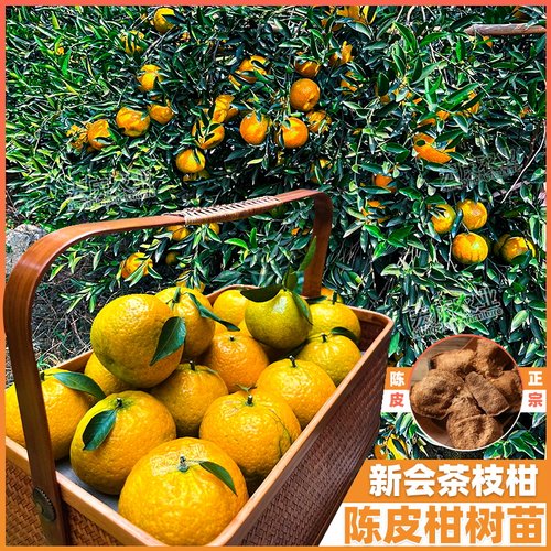 新会陈皮柑树苗茶枝柑苗大红柑正宗小青柑制桔普茶嫁接柑桔果苗 - 图2