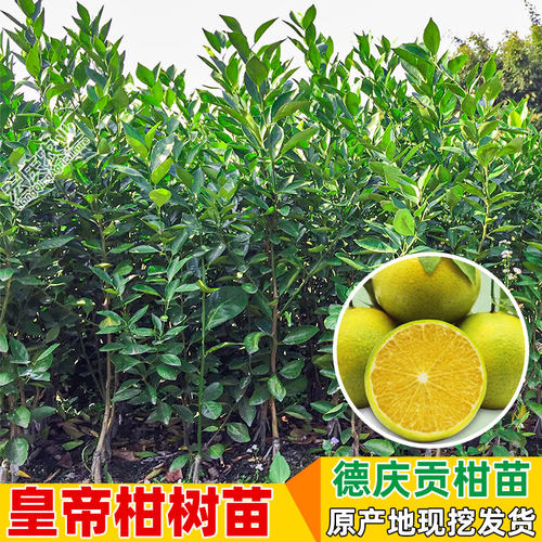 皇帝柑树苗正宗广东德庆贡柑嫁接高产甘甜皮薄原产地果树苗 - 图3