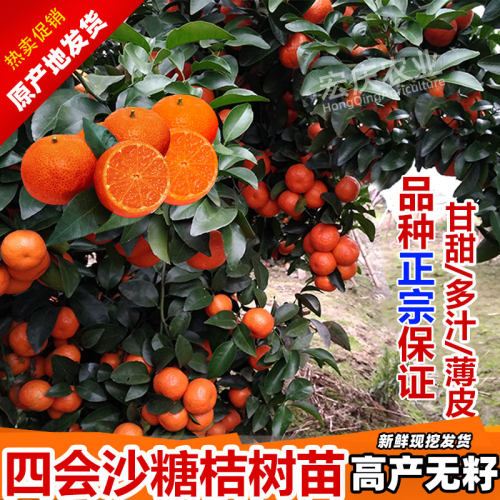 四会砂糖橘树苗带土带叶广东原产地早熟正宗沙糖桔苗嫁接柑桔苗 - 图1