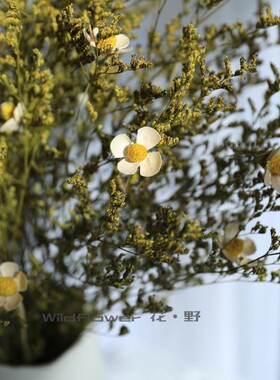 云南永生情人草白色紫罗兰干花草现代田园风清新北欧ins装饰插花