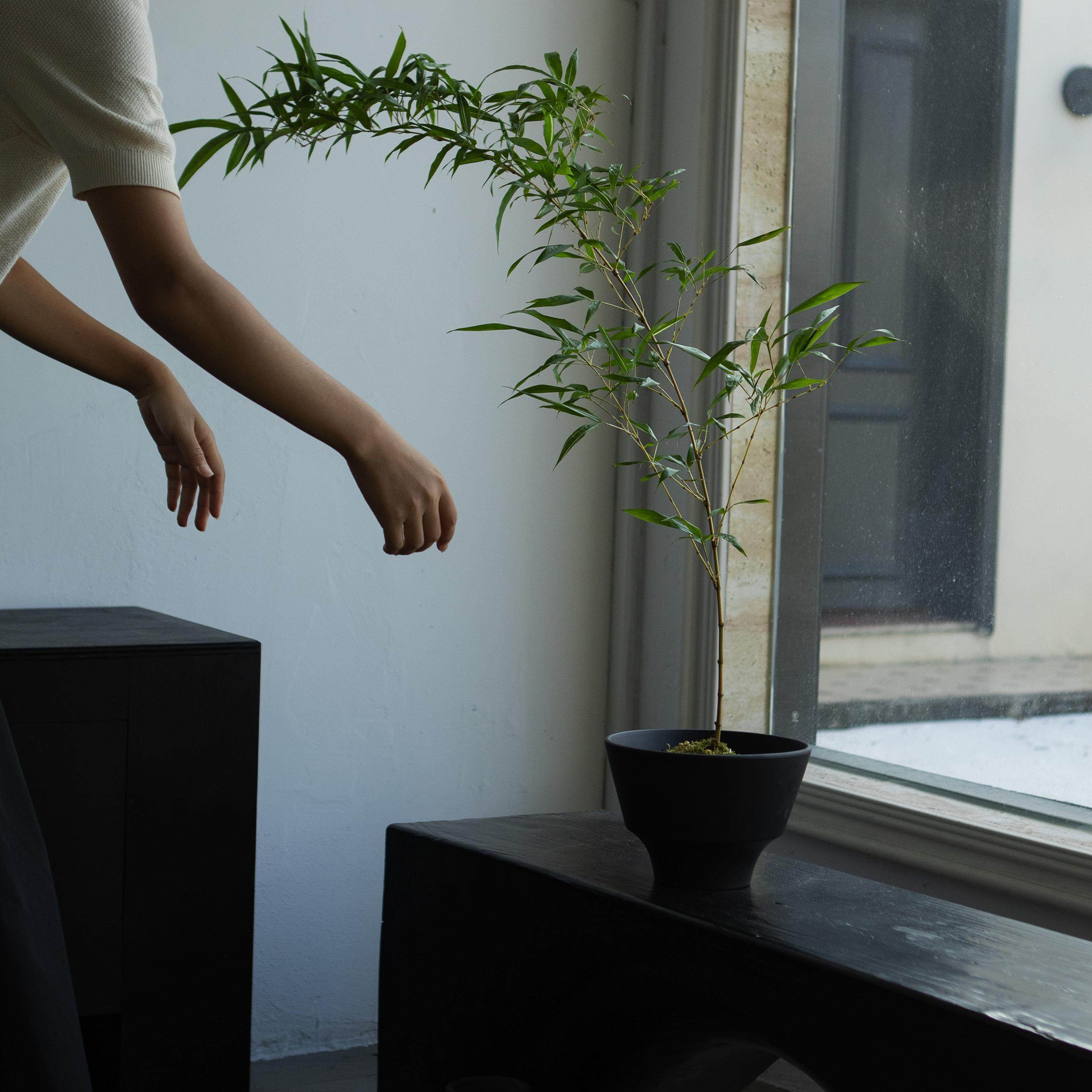 诗与自然 金丝竹子中式禅意风格绿植茶桌书房植物盆景小众景观,淘宝优惠券,粉丝福利购,淘宝优惠卷