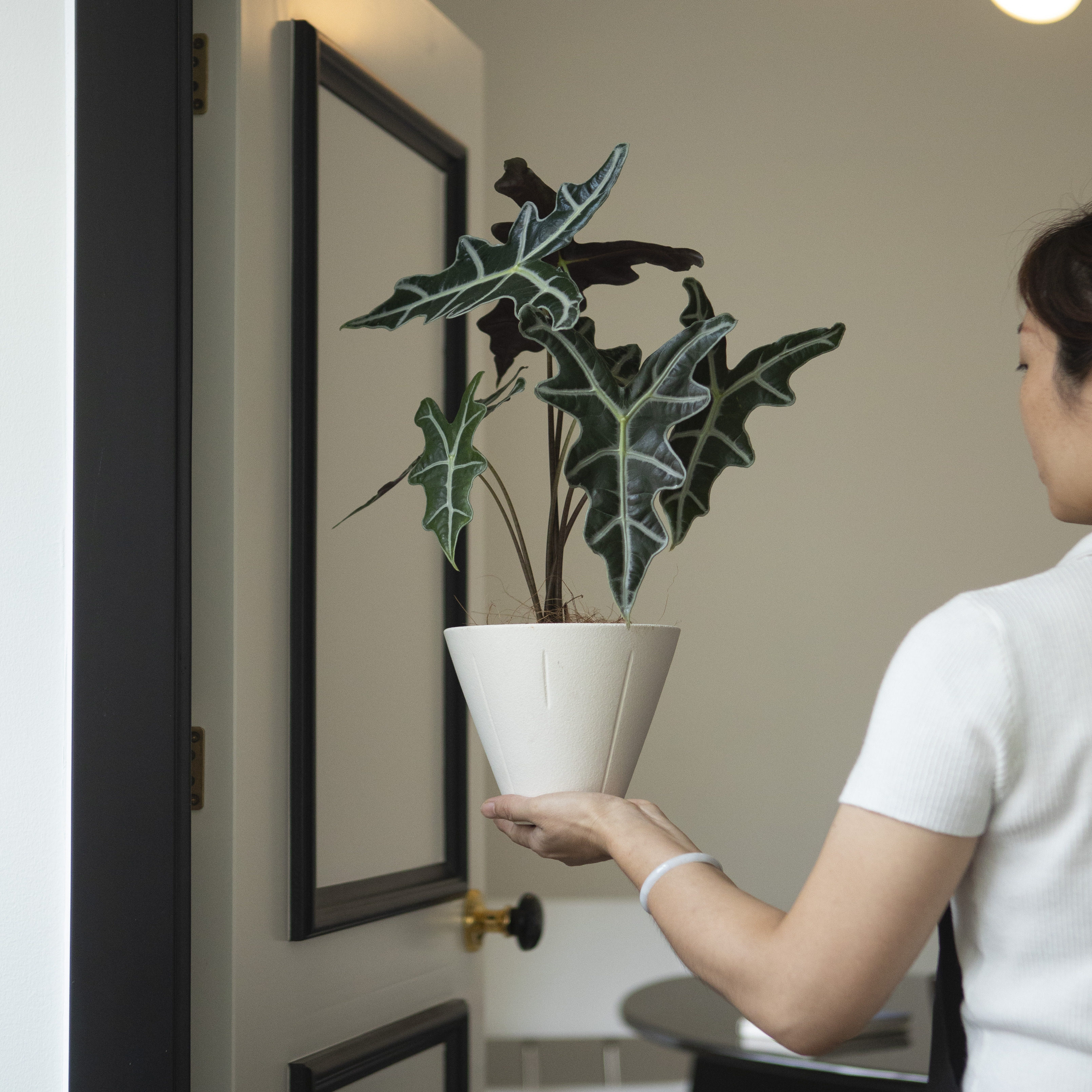 诗与自然 诺比海芋热植稀奇古怪植物小众个性盆栽餐厅样板间绿植,淘宝优惠券,粉丝福利购,淘宝优惠卷