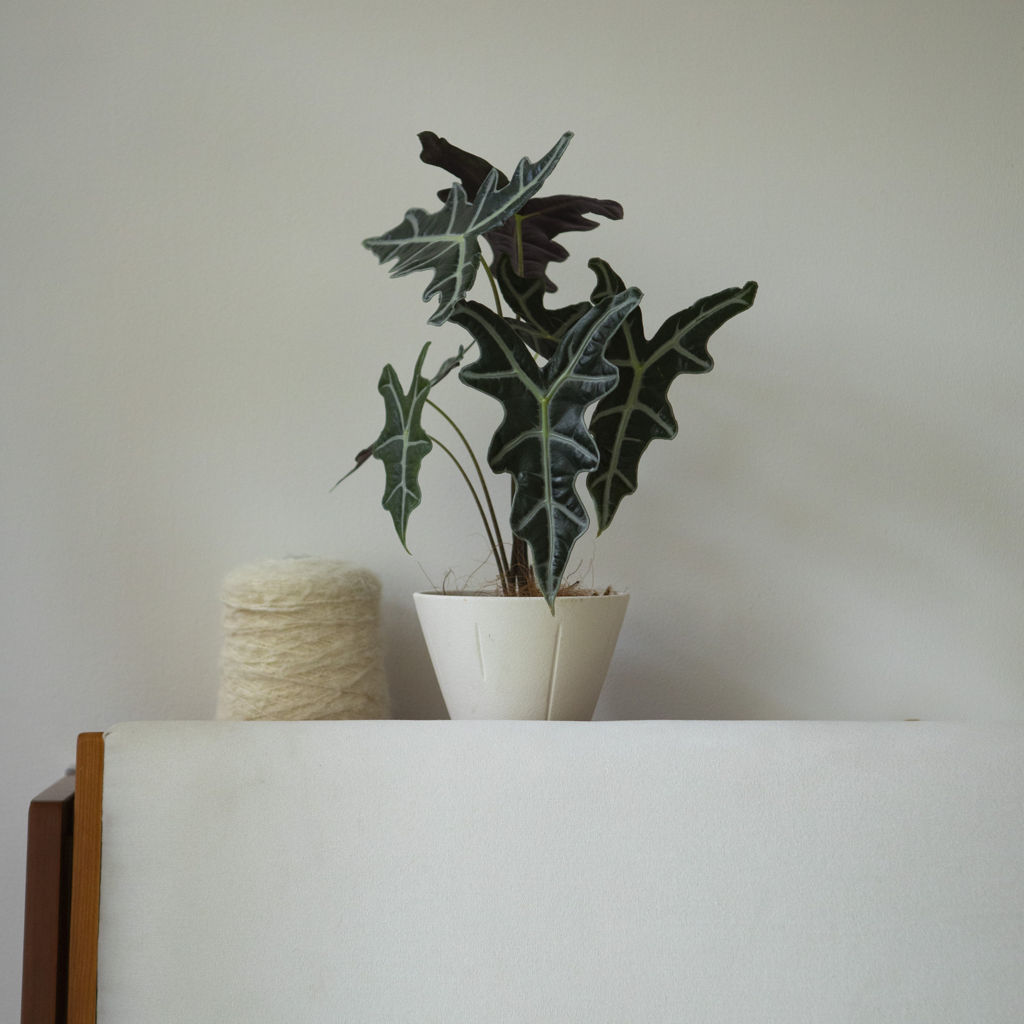 诗与自然 诺比海芋热植稀奇古怪植物小众个性盆栽餐厅样板间绿植,淘宝优惠券,粉丝福利购,淘宝优惠卷