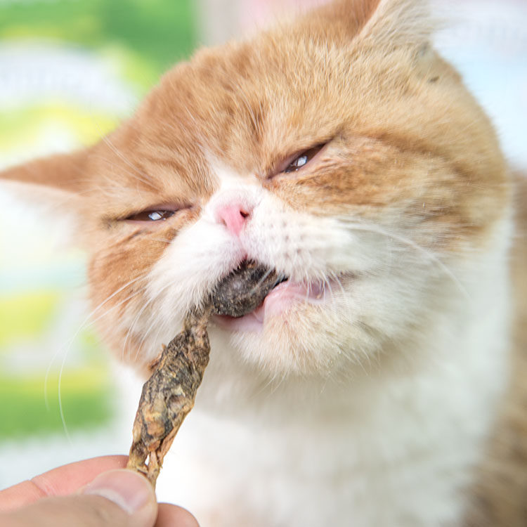 仁可宠物 爱立方冻干生骨肉猫咪零食鸡内鸭肉鹌鹑海鲜鱼虾试吃装,淘宝优惠券,粉丝福利购,淘宝优惠卷
