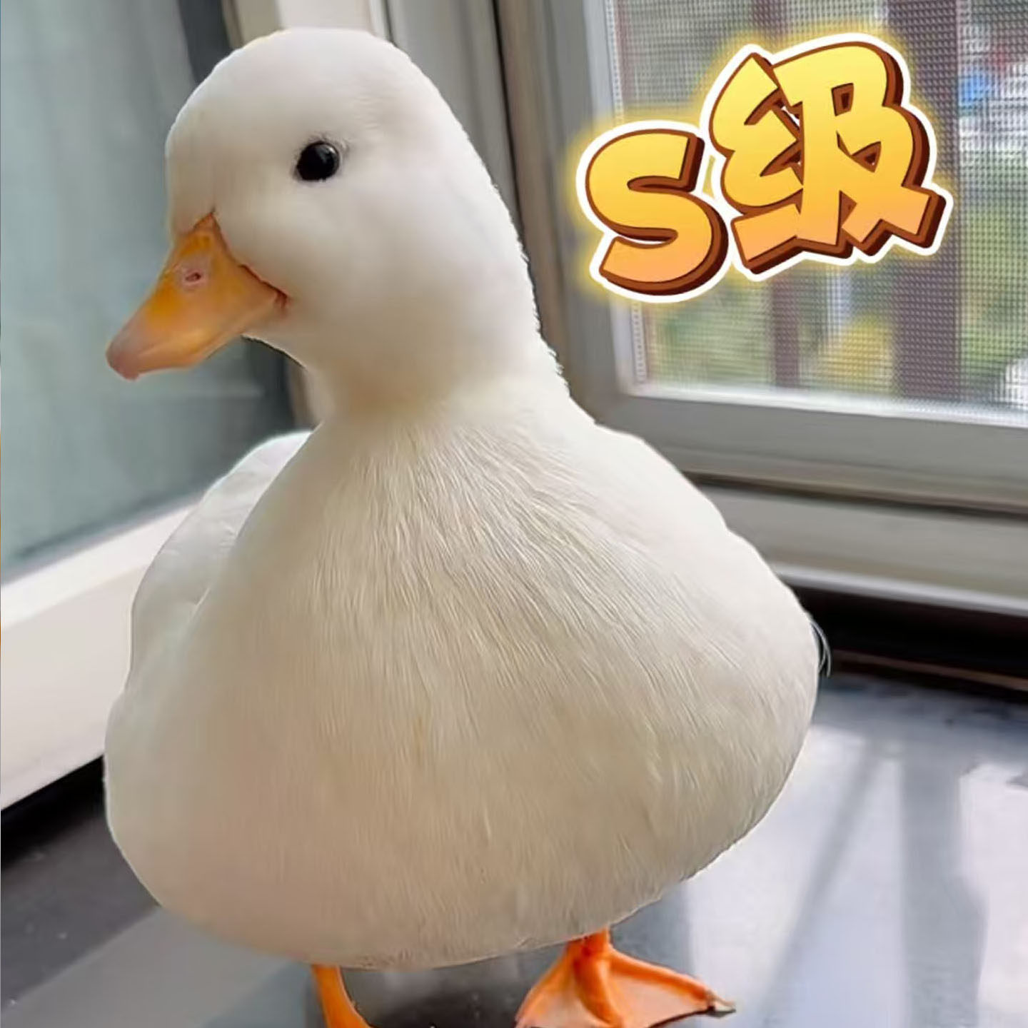 【视频选鸭】荷兰纯种柯尔鸭正品赛级S级网红活宠物鸭青年成年鸭,淘宝优惠券,粉丝福利购,淘宝优惠卷