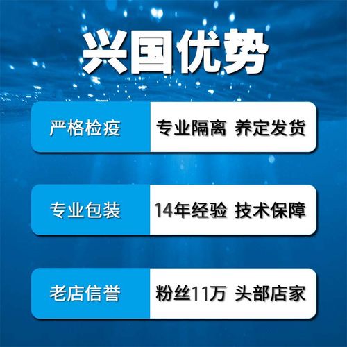 彩色地毯海葵 活体珊瑚 黄色蓝色红色荧光绿地毯海葵 小丑鱼共生 - 图2