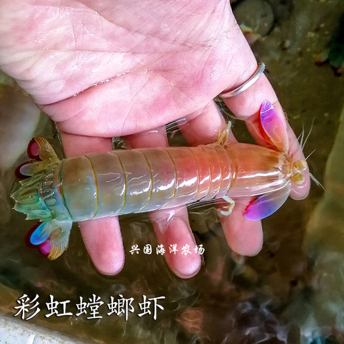 螳螂虾 雀尾螳螂虾 彩虹螳螂虾 活体海水观赏宠物 皮皮虾 兴国海 - 图1