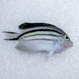 Рамак Маома Кэмилус Морская вода Рыба Император Фея Коралл Фиксированная вода Экспресс живет маленькая домашняя рыба