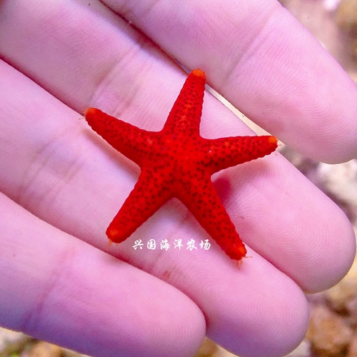 Аквариум, морская ферма, морская звезда