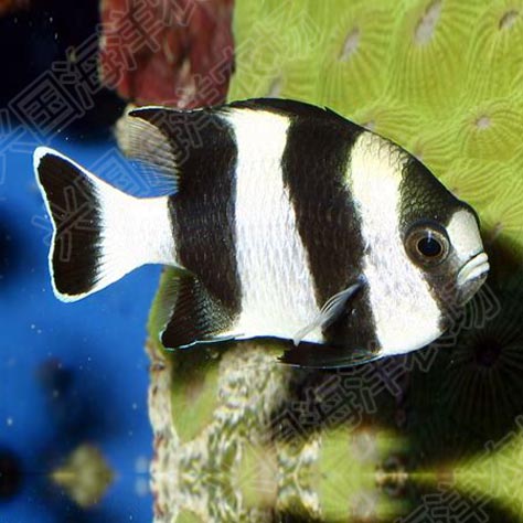 四间雀 海水鱼活体 海缸新手闯缸皮实海水鱼3-4cm小丑鱼 快递包活 - 图1