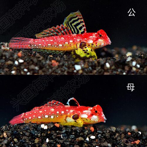 金翅火麒麟 大帆麒麟鱼红色青蛙类活体海水鱼海缸吃虫 珊瑚缸安全 - 图0