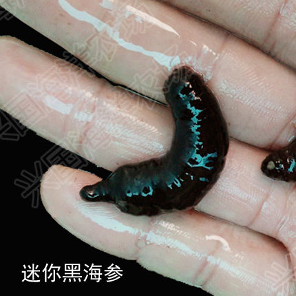 黑海参 翻砂海参 翻沙大黑海参 海水鱼活体海洋生物珊瑚快递包活 - 图0