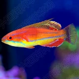 Flash Dragon Live Sea Waterfish Fish Six Line Dragon Dragon Red Dragon Red Dragon Coral Safe Safe Eat Cordyllaria
