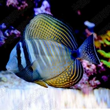 珍珠大帆吊 海水鱼活体吊类蓝吊黄金吊食藻海缸除藻养定快递包活