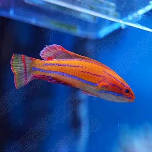 Флэш-дракон, живая морская рыба, губаны, шестилинейный дракон, желтый дракон, красный дракон, коралловый аквариум, безопасное маленькое насекомоядное существо.