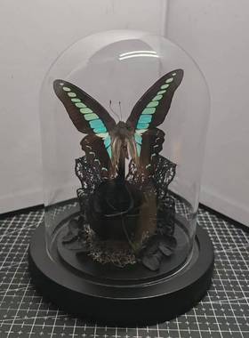青凤蝶真蝴蝶标本艺术玻璃罩摆件手工生日收藏礼物暗黑送男生玫瑰