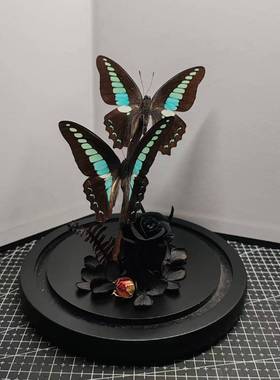 青凤蝶真蝴蝶标本玻璃罩摆件手工生日礼物干花永生花暗黑玫瑰两只