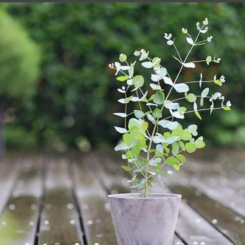 尤加利盆栽小苗多花桉苹果桉小圆叶尤加利蓝宝贝 - 图1