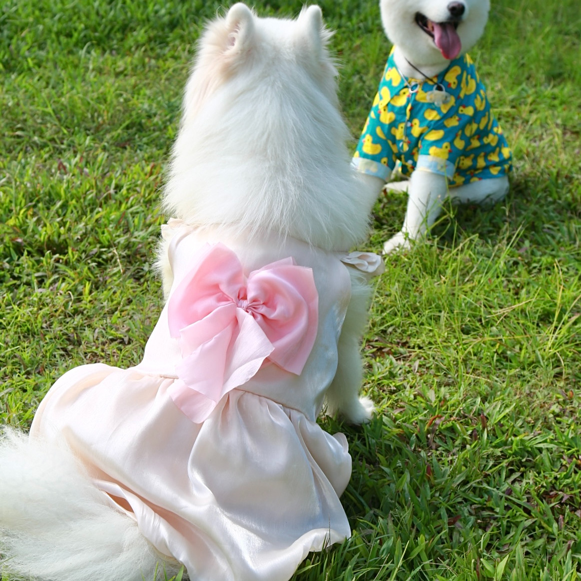 宠物大狗狗连身裙中大型犬礼裙萨摩耶金毛拉布拉多休闲服饰,淘宝优惠券,粉丝福利购,淘宝优惠卷