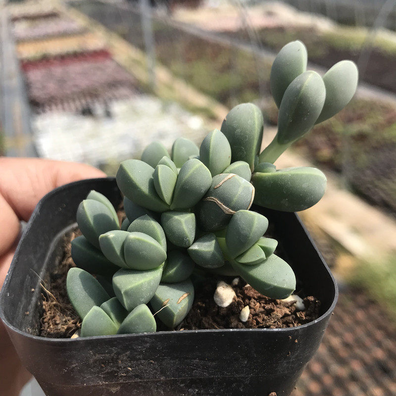 鹿角海棠 多肉植物 老桩木质化 精控养肉肉 新手易种花卉组合盆栽,淘宝优惠券,粉丝福利购,淘宝优惠卷