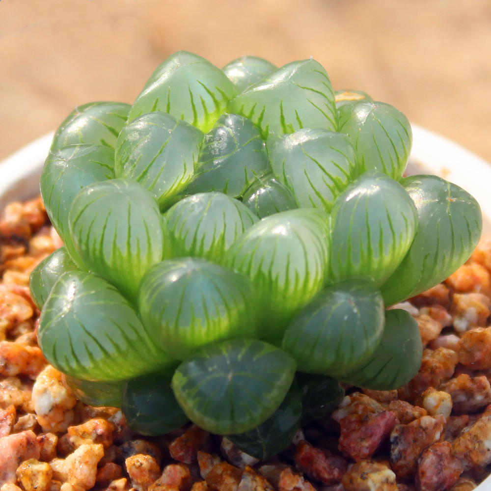 耐热耐阴多肉植物 带盆栽种好 姬玉露 十二卷瓦苇属 简单易种肉肉,淘宝优惠券,粉丝福利购,淘宝优惠卷