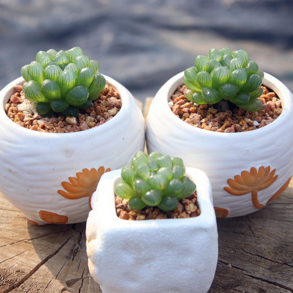 耐热耐阴多肉植物 带盆栽种好 姬玉露 十二卷瓦苇属 简单易种肉肉,淘宝优惠券,粉丝福利购,淘宝优惠卷