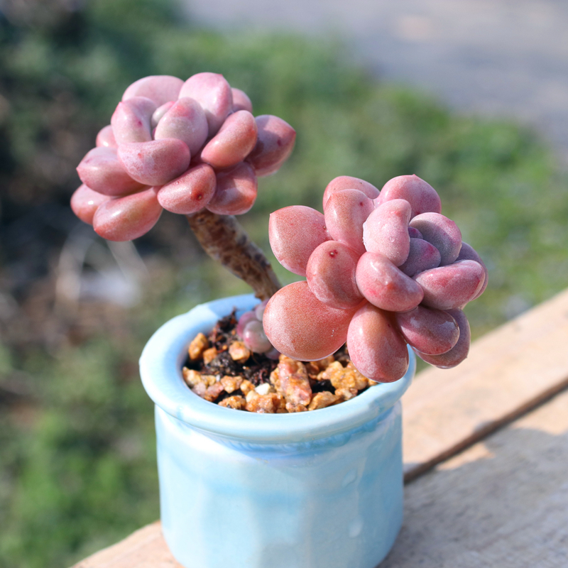 白鹭 多头群生老桩 白鹿 多肉植物 白露羽之园艺新品花斑鹿原始种