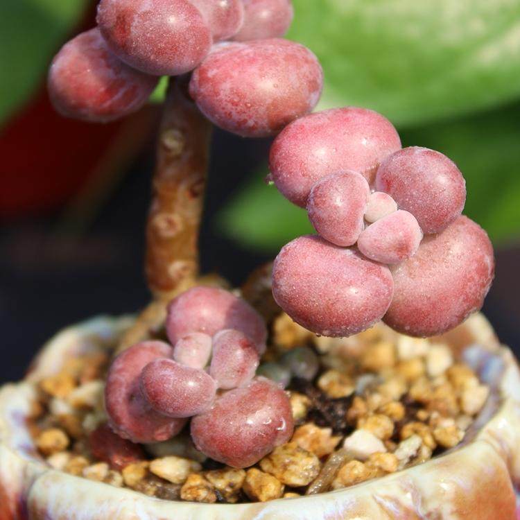 丸叶亚美桃蛋 多头群生老桩 精品多肉植物桃之卵粉糖果冻色组合花,淘宝优惠券,粉丝福利购,淘宝优惠卷