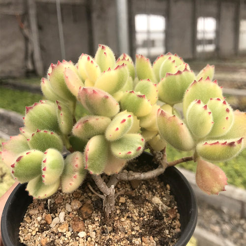 熊童子 白熊老桩绿熊 多肉植物胭脂熊多头群生黄熊掌爪超大盆栽 - 图3