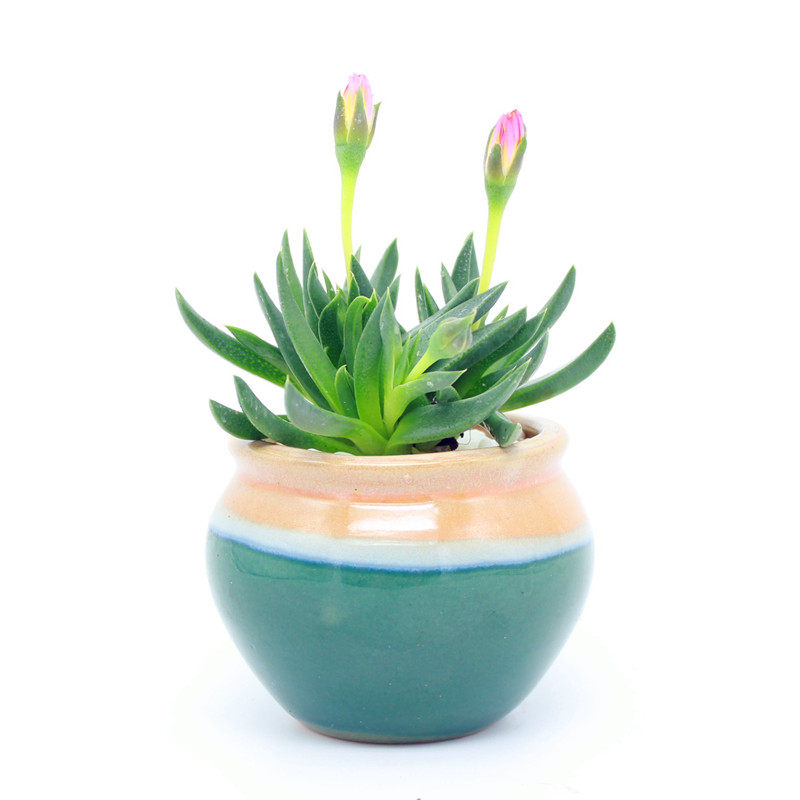 黄花照波 会开花的多肉植物 红花奔龙群生老桩花卉盆栽 奇趣植物,淘宝优惠券,粉丝福利购,淘宝优惠卷