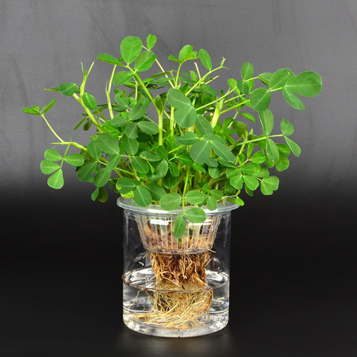 土培水培花生种子水生盆栽苗幼儿园小学生观察日记根系实验植物角 - 图1