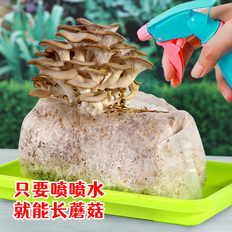 蘑菇大菌包平菇菌子菌棒家庭种植蘑菇菌包可食用盆栽阳台鸡枞种子 - 图1