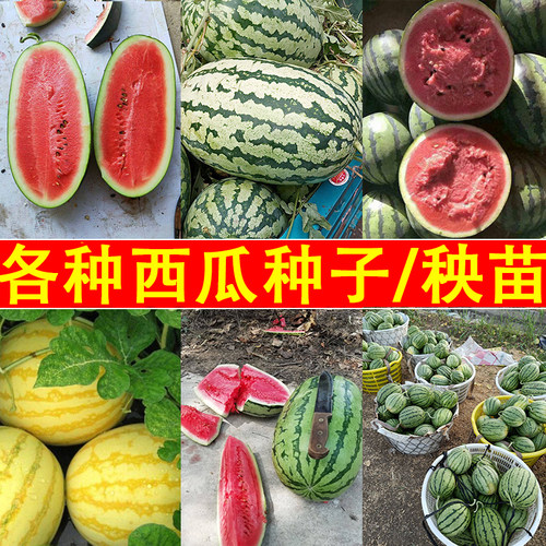 西瓜种籽苗秧阳台四季8424种子盆栽南方麒麟无籽懒汉大全嫁接美都 - 图0