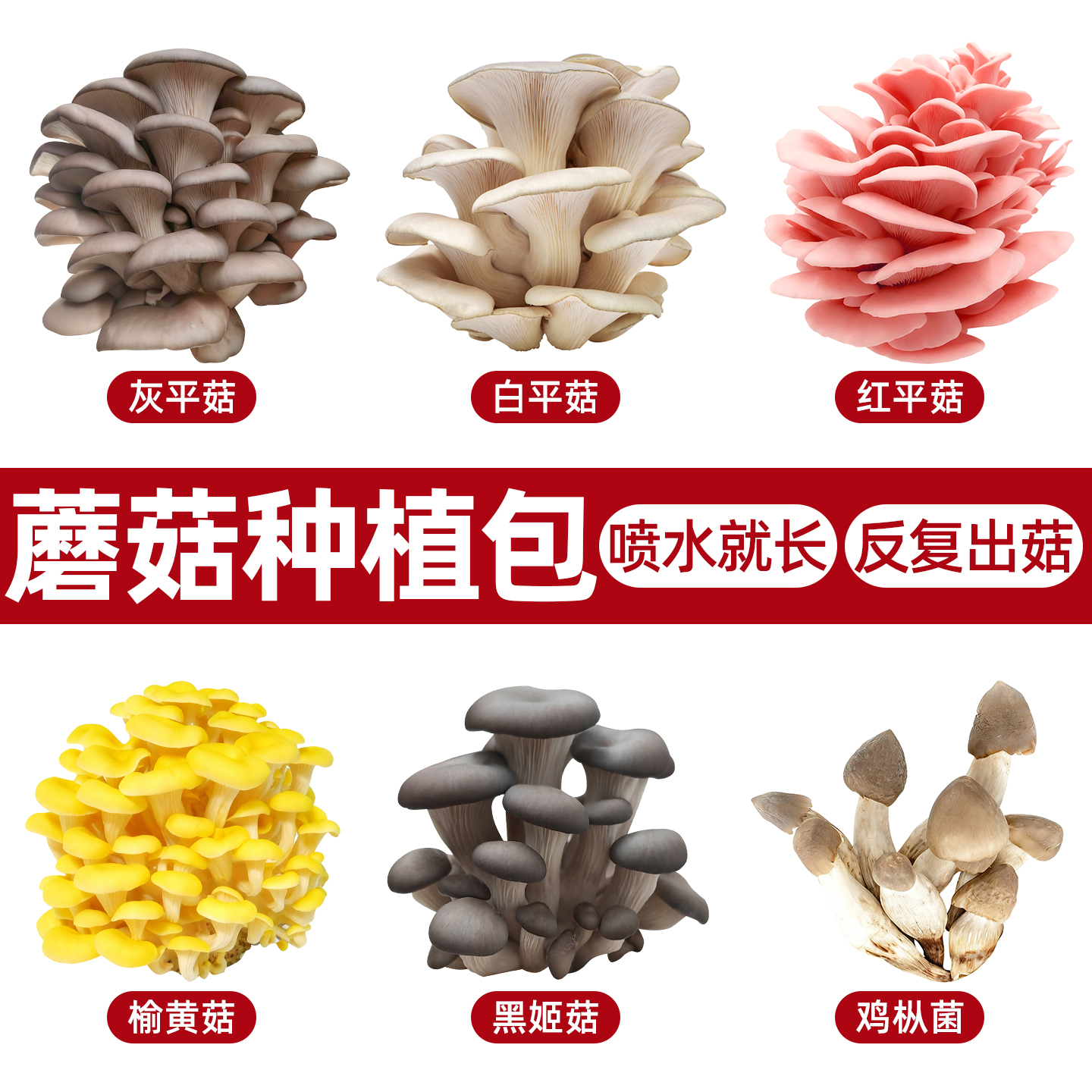 蘑菇大菌包平菇菌子菌棒家庭种植蘑菇菌包可食用盆栽阳台鸡枞种子 - 图0