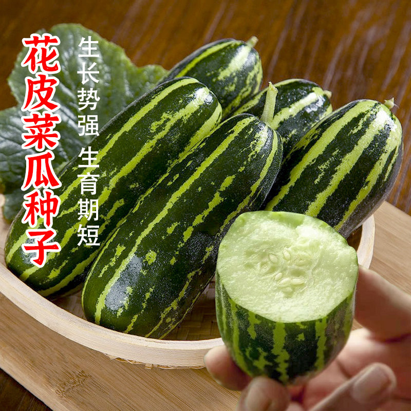 花皮烧瓜爽口菜瓜种子脆瓜甜脆嫩稍瓜孑四季春季蔬菜酥梢水果种籽,淘宝优惠券,粉丝福利购,淘宝优惠卷