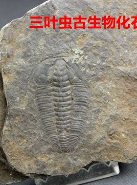 莱德利基虫三叶虫中华莱原石古生物化石标本王冠虫科普研学奖品