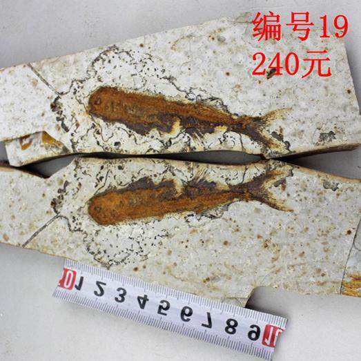 古生物狼鳍鱼化石对开朝阳化石博物馆科普标本三叶虫植物假一赔十,淘宝优惠券,粉丝福利购,淘宝优惠卷