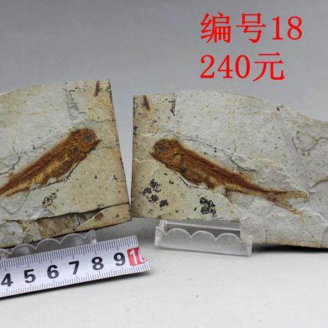 古生物狼鳍鱼化石对开朝阳化石博物馆科普标本三叶虫植物假一赔十,淘宝优惠券,粉丝福利购,淘宝优惠卷