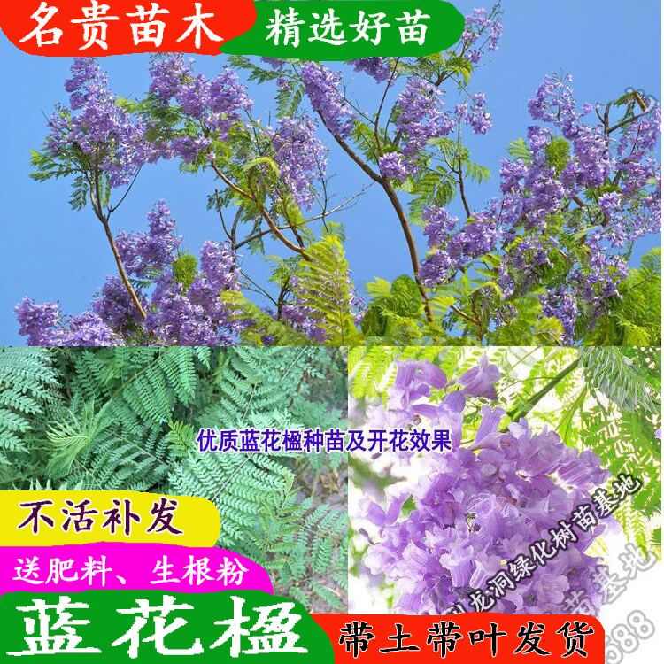 南美洲蓝花楹树苗观花植物庭院绿化公园小区行道蓝花楹盆栽地栽 - 图0