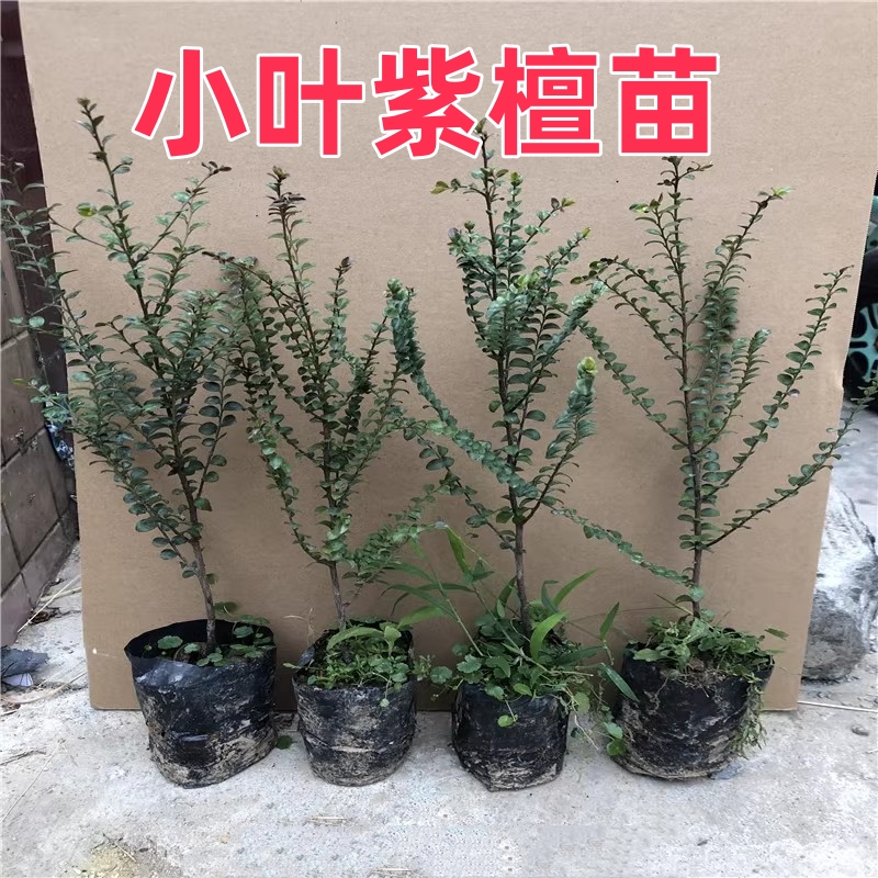 小叶紫檀树苗名贵苗木 正宗细叶紫檀树苗盆栽四季常青观赏植物 - 图2